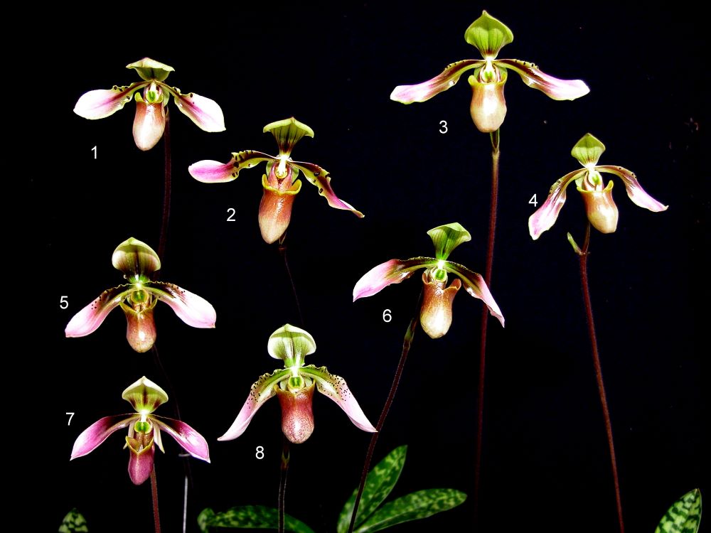 the Paphiopedilum bullenianum complex (2)